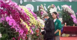 Thị trường hoa lan Tết