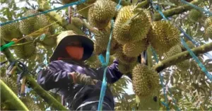 Sầu riêng việt nam sang trung quốc