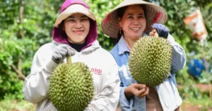 Xuất khẩu sầu riêng: Việt Nam có thể dẫn đầu thế giới vào năm 2026