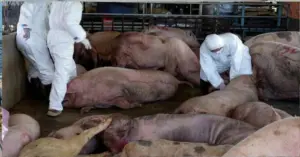 Thịt lợn bệnh tại Quảng Ngãi