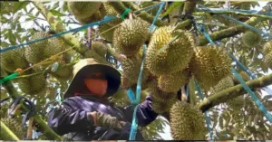 Việt Nam bám sát Thái Lan