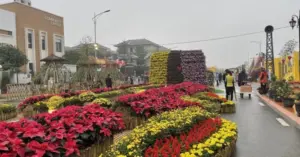 Đường hoa Hoàng thành Thăng Long: Điểm du xuân mới tại di sản UNESCO