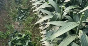 Truy tìm kẻ chặt phá vườn hoa Tết ở Hà Nội