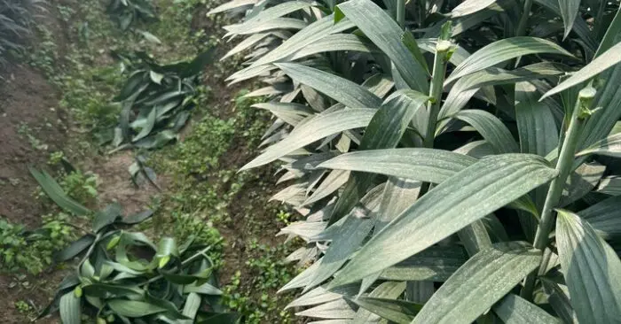 Truy tìm kẻ chặt phá vườn hoa Tết ở Hà Nội