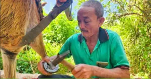 nghề xe ngựa Thới Sơn