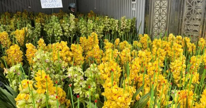 thị trường hoa Tết Hà Nội