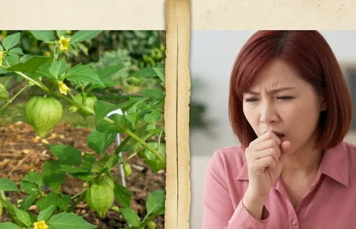 Cây tầm bóp và những lợi ích sức khỏe ít người biết