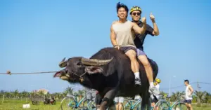Dịch vụ cưỡi trâu