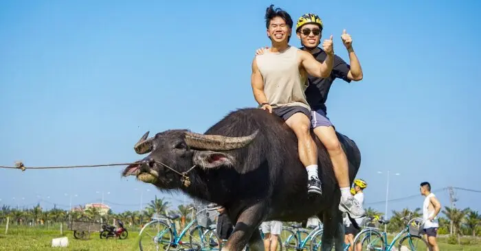 Dịch vụ cưỡi trâu