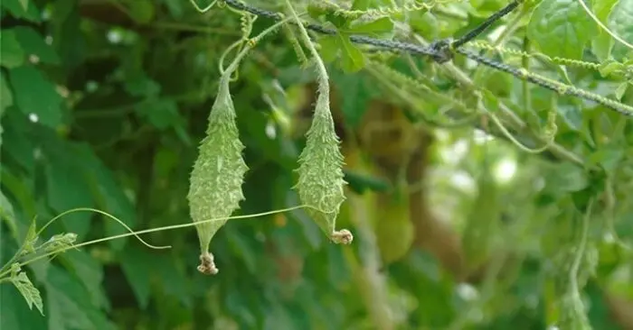 Cây dược liệu trị tiểu đường: Sáu loại thảo mộc hỗ trợ kiểm soát đường huyết tại nhà