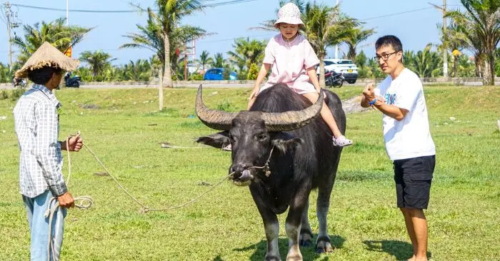 Dịch vụ cưỡi trâu