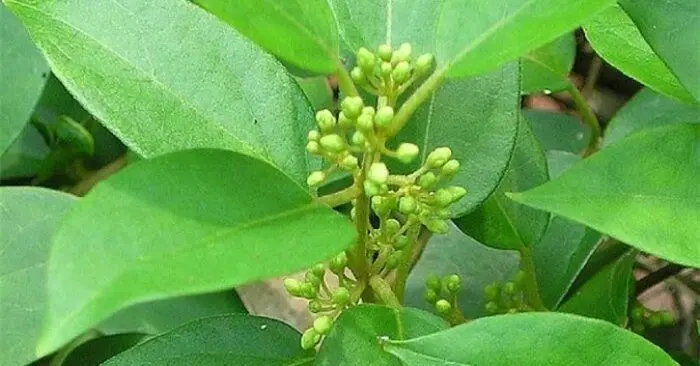 Cây dược liệu trị tiểu đường: Sáu loại thảo mộc hỗ trợ kiểm soát đường huyết tại nhà