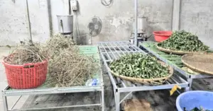 Thuốc đông y giả