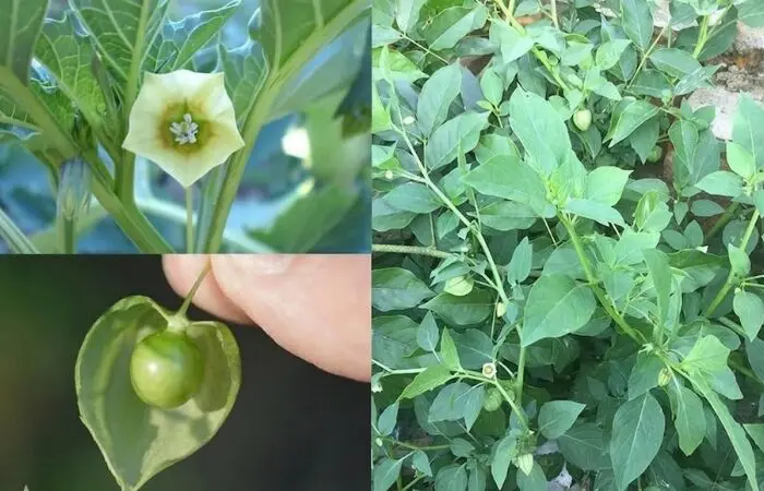 Cây tầm bóp và những lợi ích sức khỏe ít người biết