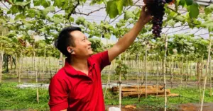 Trồng nho tại Gia Lai: Chuyện thạc sĩ bỏ cà phê tìm hướng đi mới