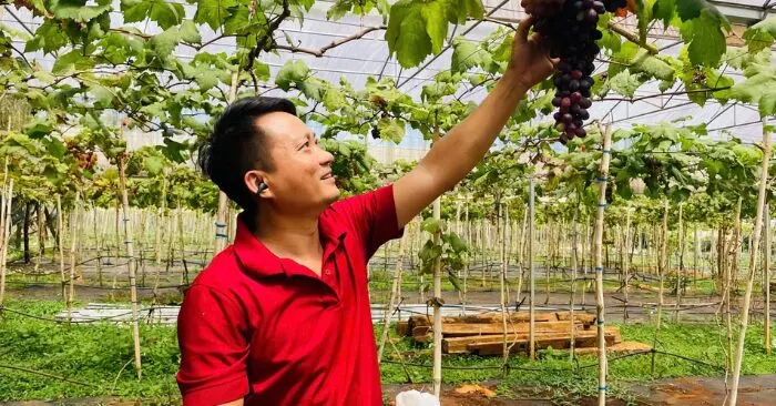 Trồng nho tại Gia Lai: Chuyện thạc sĩ bỏ cà phê tìm hướng đi mới