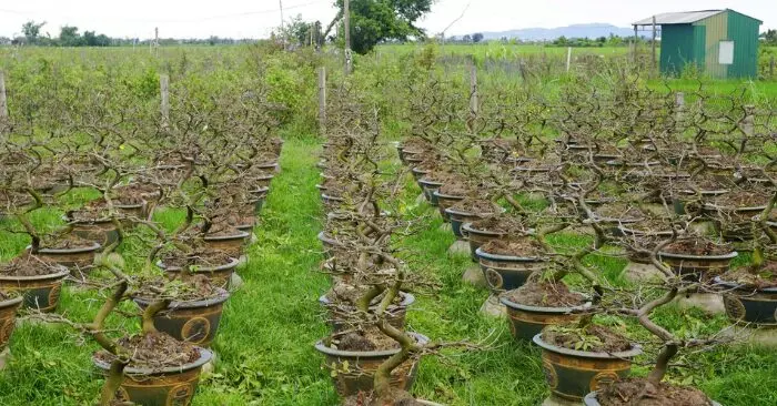 Vụ hoa Tết rớt nước mắt ở Gia Lai