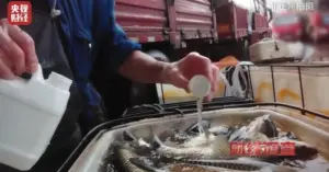 sử dụng chất gây mê cá