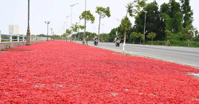  Giá ớt Quảng Ngãi chạm đáy khiến nông dân thua lỗ nặng nề