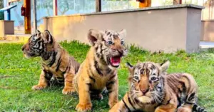Hổ Bengal Gia Lai: Ba hổ con chào đời tại vườn thú Safari Park