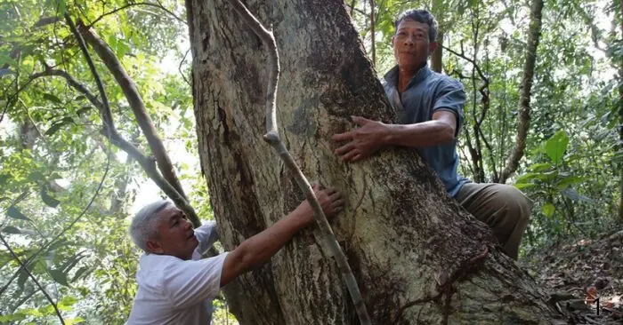 Rừng Cấm Thọ Linh