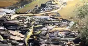 Cá tầm Lâm Đồng