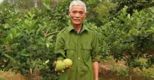 Chanh vàng Mỹ: Lão nông Thanh Hóa thu nhập cao nhờ kỹ thuật ghép gốc bưởi