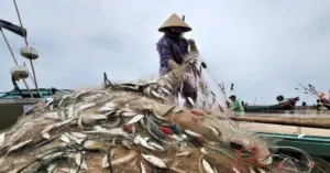 Mùa lộc biển: Săn bạc xanh trên sóng biển Hà Tĩnh