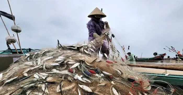 Mùa lộc biển: Săn bạc xanh trên sóng biển Hà Tĩnh