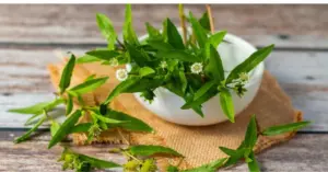 Cỏ nhọ nồi: Khám phá lợi ích đối với sức khỏe mái tóc và tim mạch