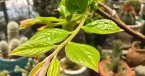Cay - muoi - hong