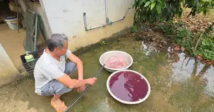 Ô nhiễm nguồn nước tại Thanh Hóa Nước tím và mùi hôi tra tấn người dân