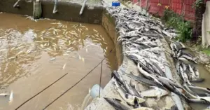 Quảng Ninh: Mưa lũ gây thiệt hại lớn cho mô hình nuôi cá tầm