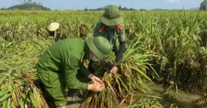 Công an giúp dân thu hoạch lúa: Hoạt động hỗ trợ cộng đồng tại Nghệ An