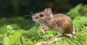 Virus Hanta: Từ rừng rậm đến du thuyền và hiểm họa thầm lặng