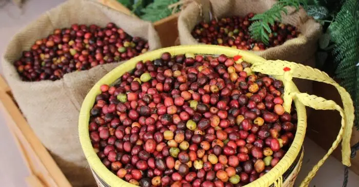 Giá cà phê xuất khẩu: Ngành cà phê đối mặt thách thức lớn