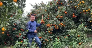 Vợ chồng trẻ bỏ phố về núi: Gian nan khởi nghiệp trồng cam