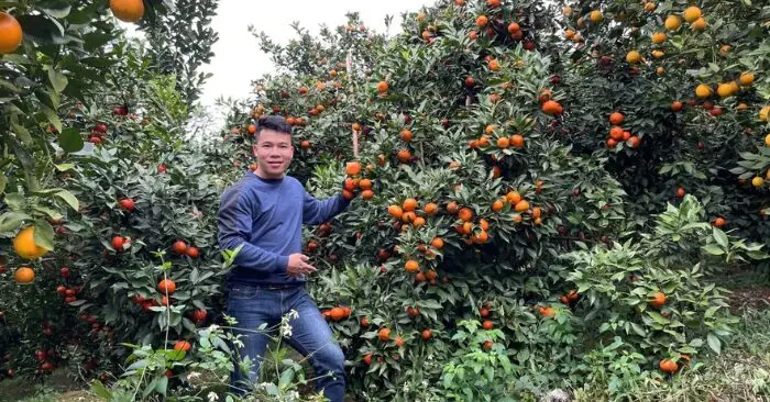 Vợ chồng trẻ bỏ phố về núi: Gian nan khởi nghiệp trồng cam