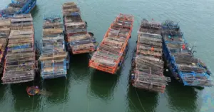 Câu mực xà: Ngư dân trúng đậm chuyến biển thu hàng tỷ đồng