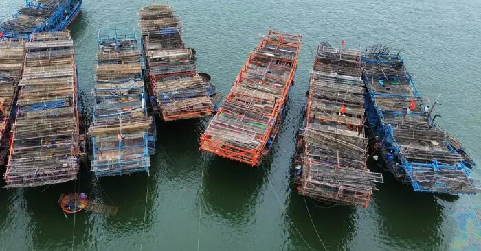 Câu mực xà: Ngư dân trúng đậm chuyến biển thu hàng tỷ đồng