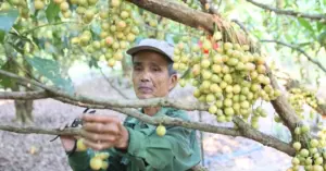 Dâu tiên