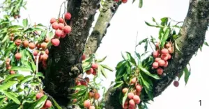 Vì sao một quả vải ở Trung Quốc có giá gần 4 triệu đồng?