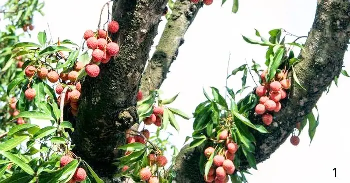 Vì sao một quả vải ở Trung Quốc có giá gần 4 triệu đồng?