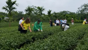HTX chè ở Thái Nguyên phát triển du lịch trải nghiệm, tạo thêm nguồn thu và mở hướng làm giàu bền vững cho thành viên