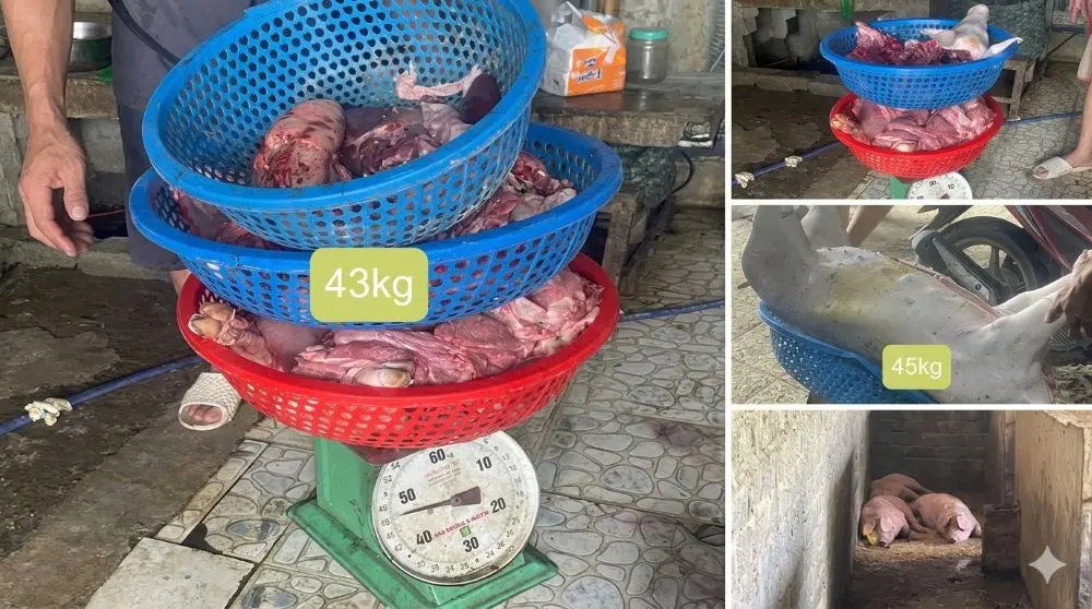 Khởi tố 3 đối tượng có hành vi giết mổ, bán ra thị trường số lượng lớn lợn mắc bệnh dịch tả lợn châu Phi tại Thanh Hóa. Xem chi tiết vụ việc tại đây!