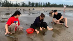 Nghề cào ngao tự nhiên trên biển Quỳnh Xuân vất vả nhưng vẫn thu hút nhiều người trẻ tham gia để cải thiện bữa ăn và tăng thu nhập.