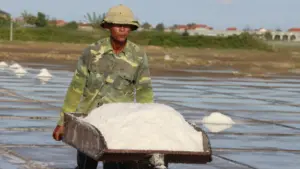 Nghề làm muối giữa nắng gắt vẫn bền bỉ mưu sinh, diêm dân kỳ vọng vụ muối thuận lợi sau thời gian sản lượng bấp bênh.