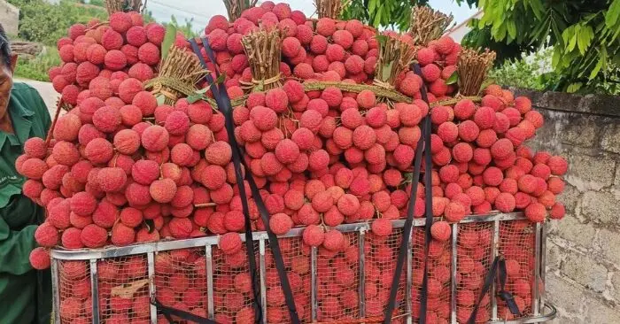 Giá vải thiều Lục Ngạn tăng cao kỷ lục, nông dân thu lãi đậm dù sản lượng giảm