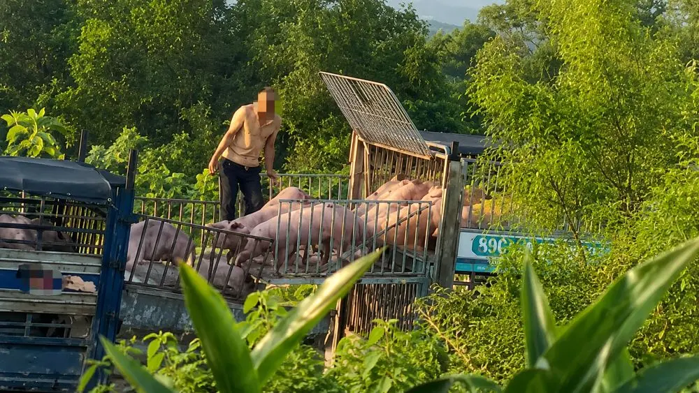 Khởi tố 6 bị can mua bán hơn 250 tấn heo nhiễm bệnh đưa về Quảng Trị tiêu thụ, hé lộ thủ đoạn vi phạm gây lo ngại an toàn thực phẩm.
