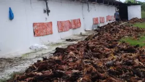 Chập điện khiến gần 10.000 con gà ở Thanh Hóa chết ngạt, gây thiệt hại lớn cho người chăn nuôi. Xem chi tiết vụ việc.